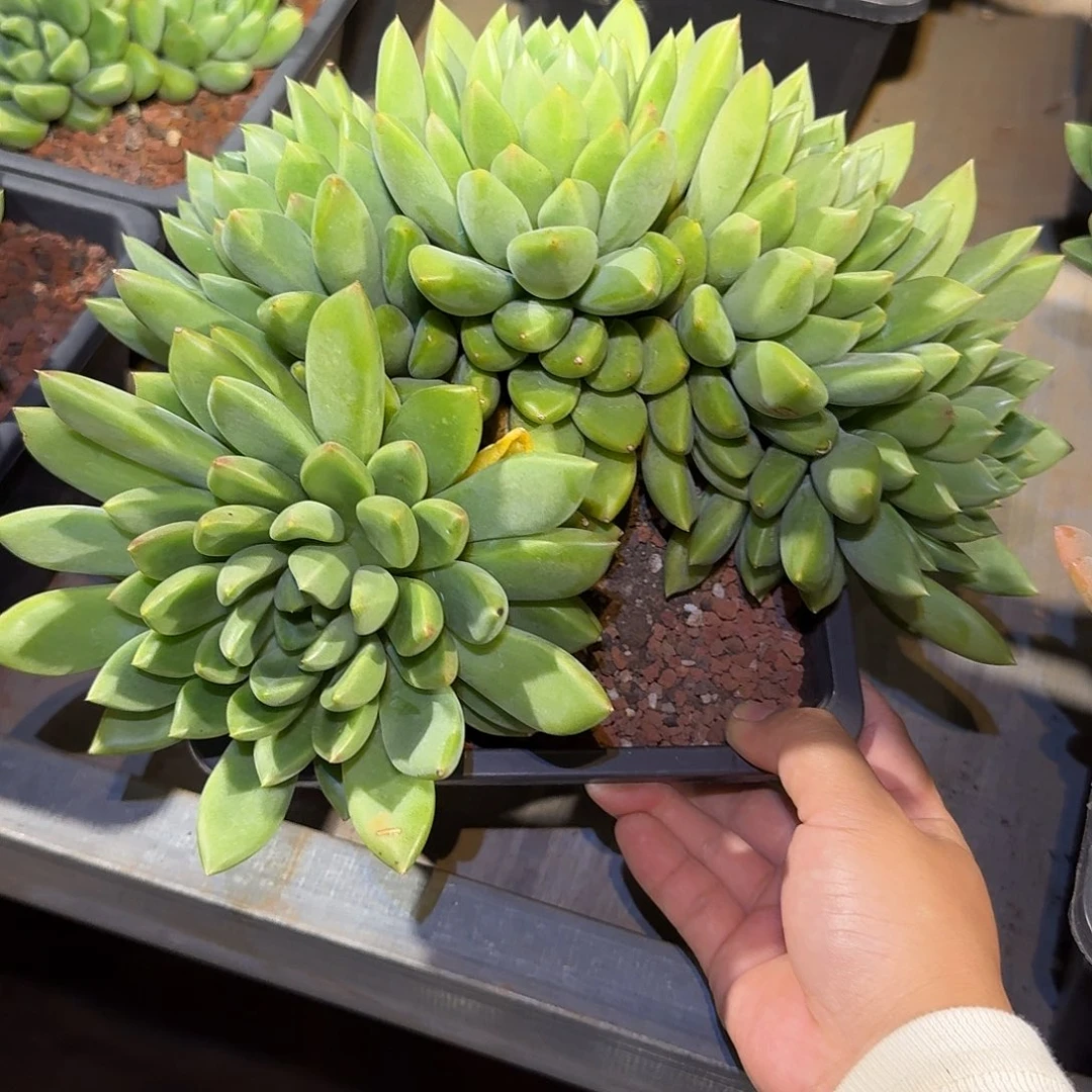 红象牙朵朵缀多肉