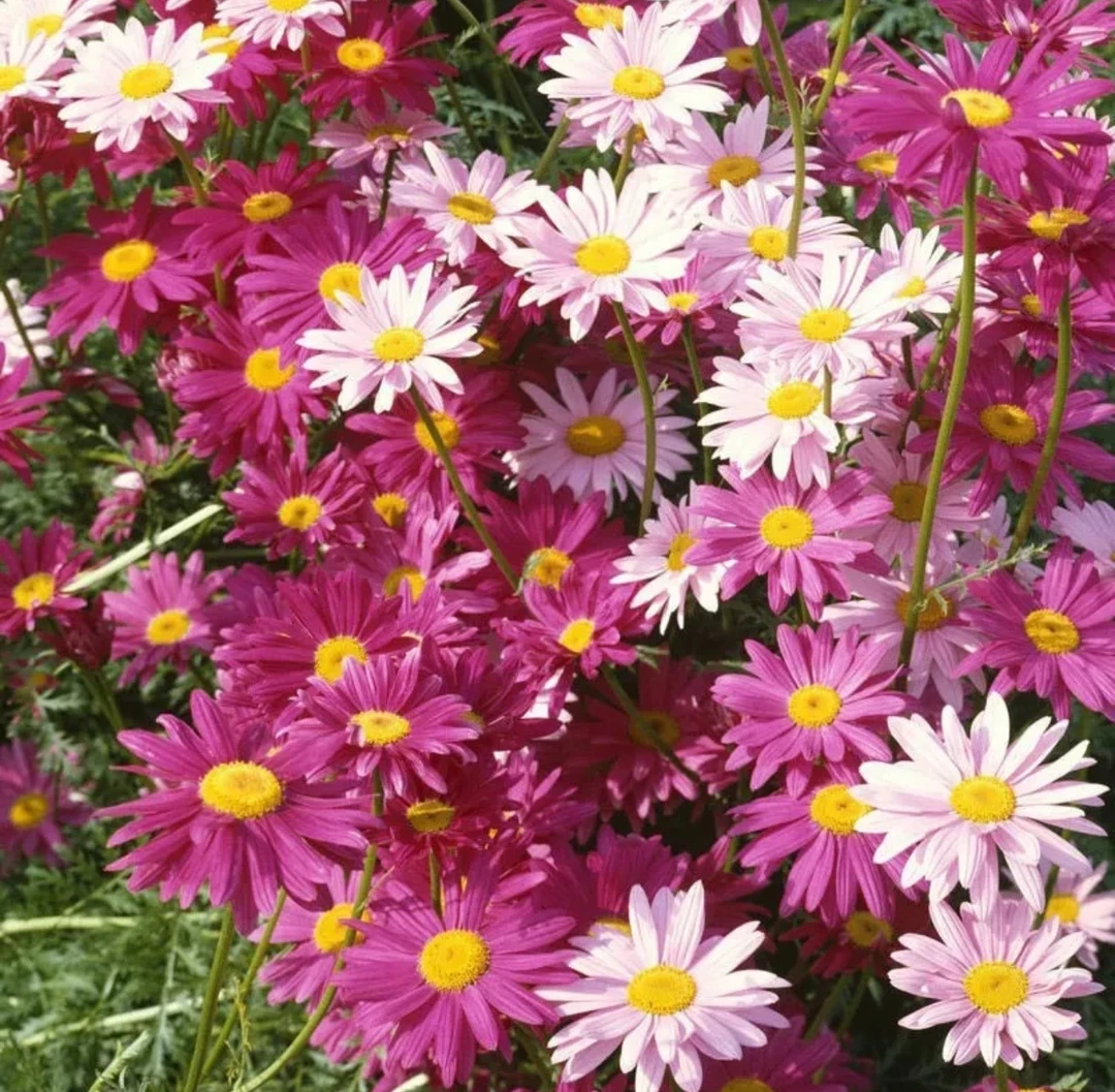 【除虫菊种子】四季播种四季多色阳台庭院种植春季新手可养混色适宜