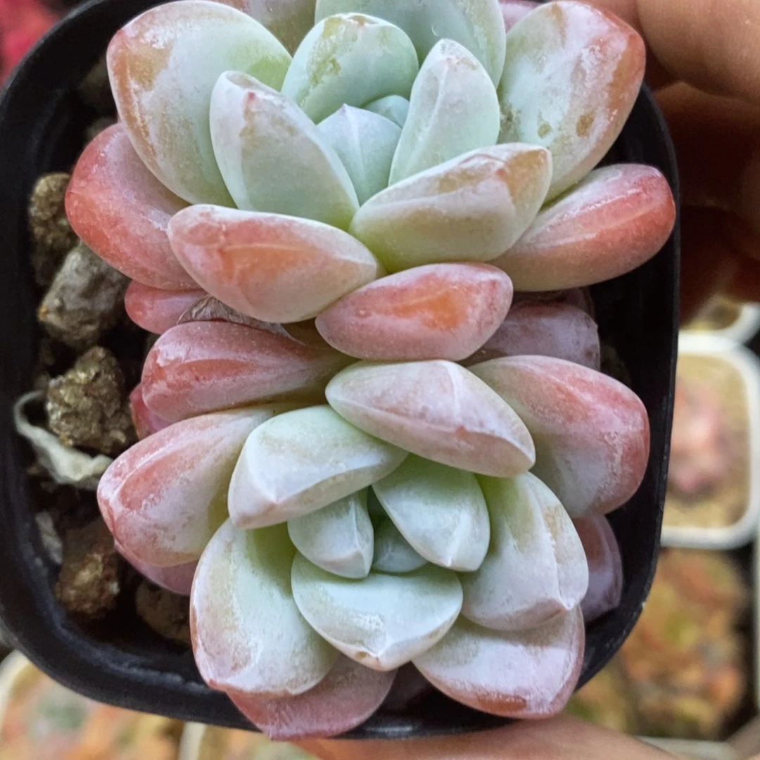 精品多肉一物一拍不包整90