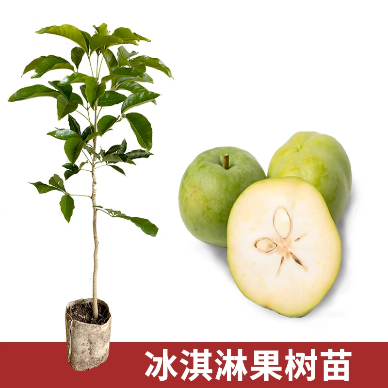 冰淇淋果树苗嫁接大果状元红果树苗庭院盆栽种植自花授粉基地发货
