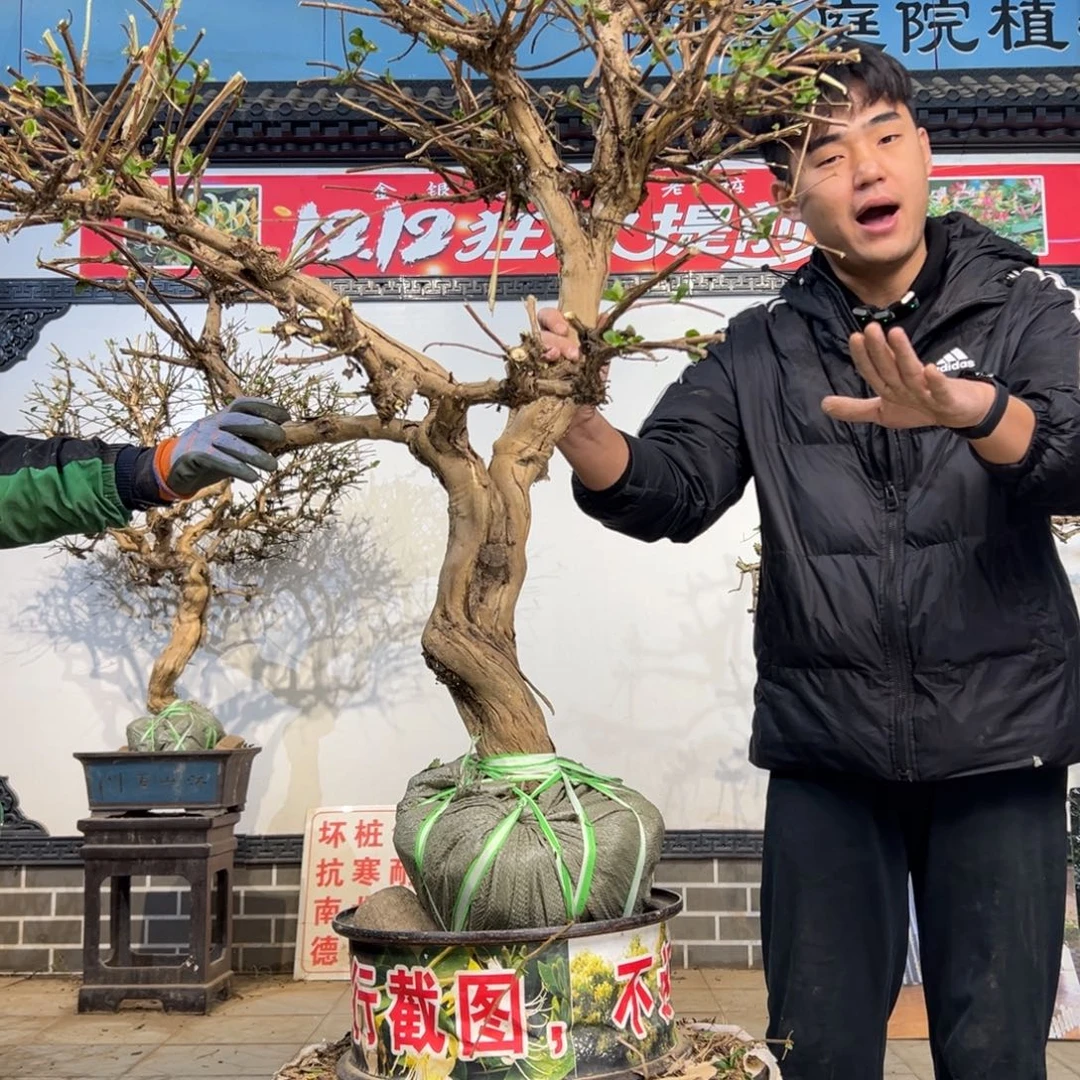 无花朵金银花开花25898880