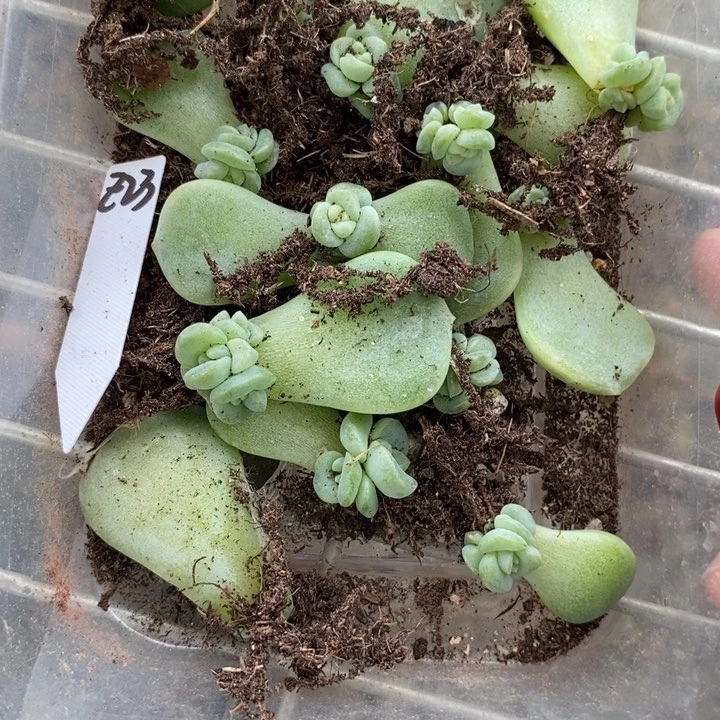 标签24珍妮z23芽苗一个多肉