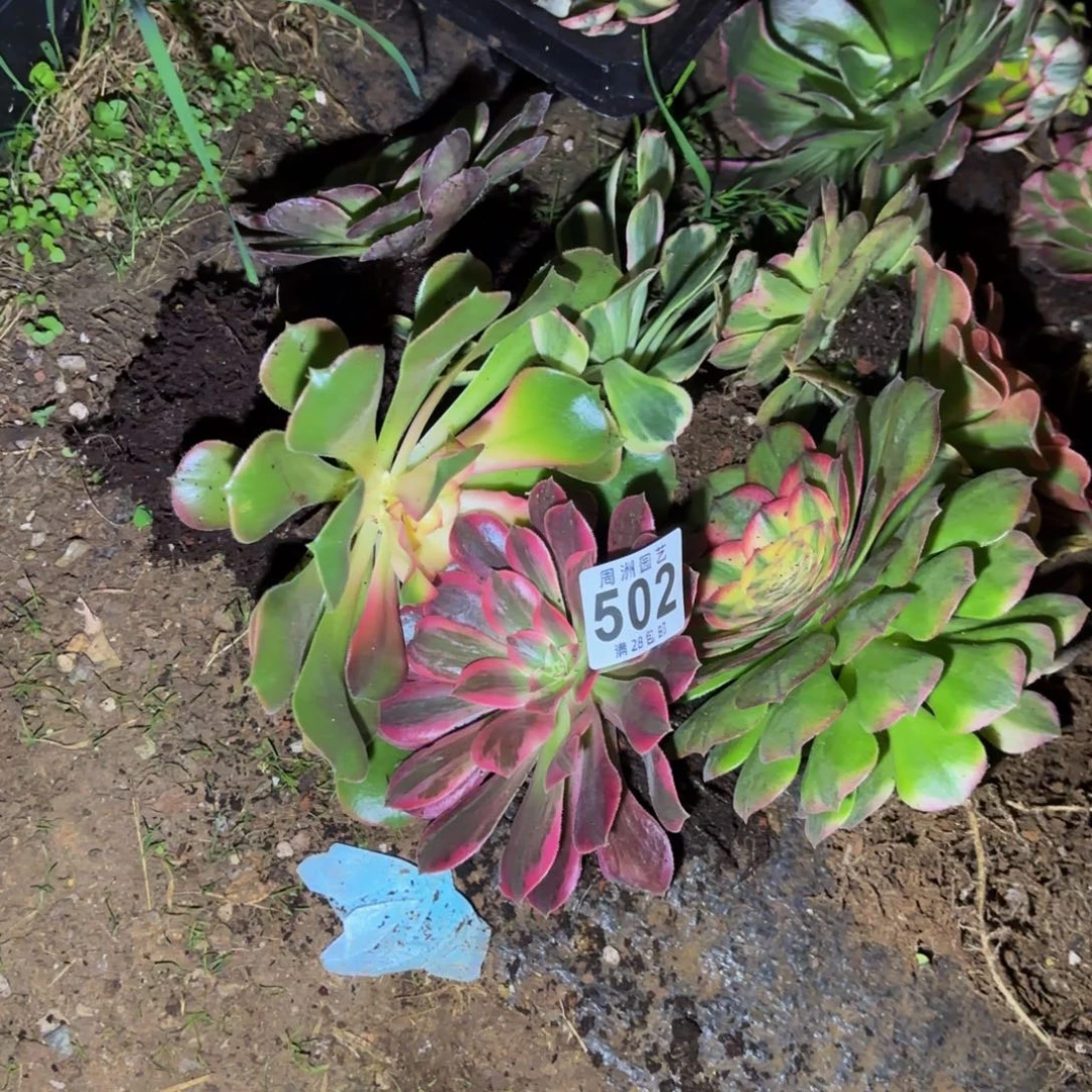 用***8小套餐脱土发货502