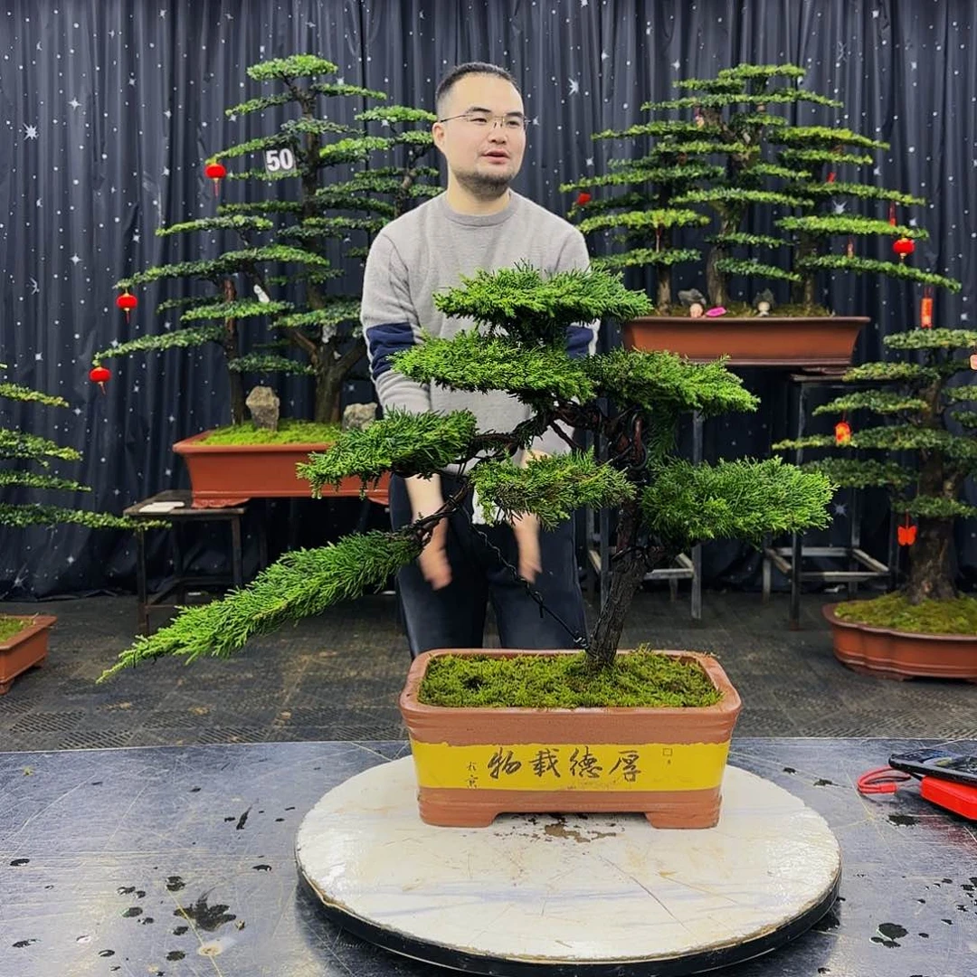 松树柏树造型盆景