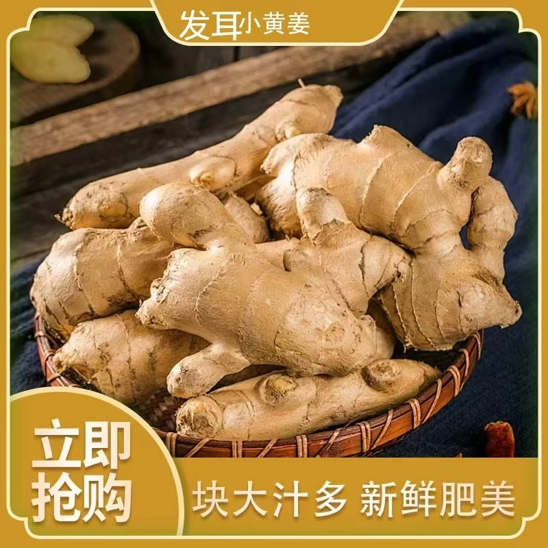 贵州发耳小黄姜又香又辣顺丰包邮到你家