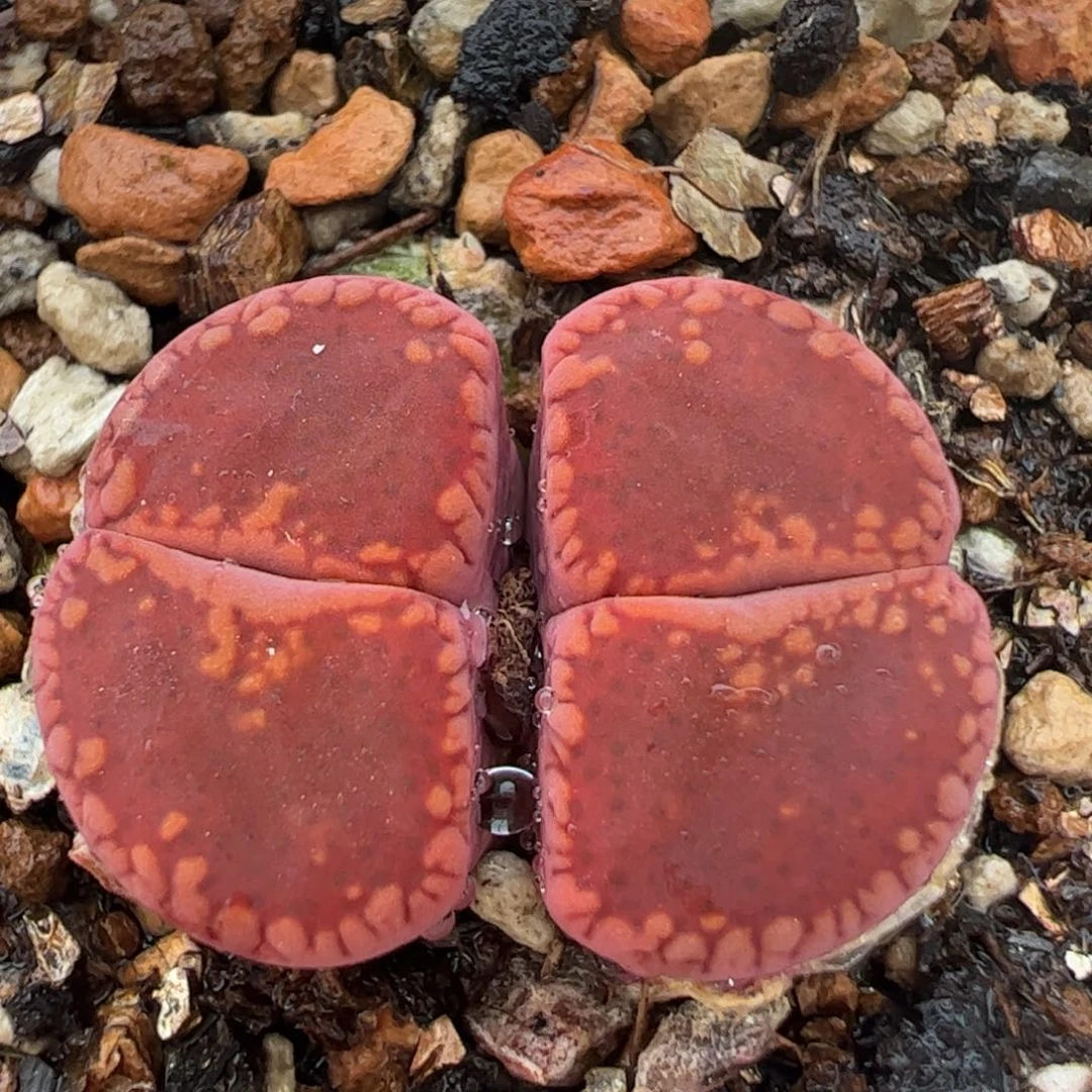 鸡血石多肉植物百科