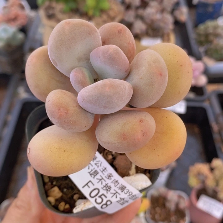 蛋黄奶单头058多肉植物