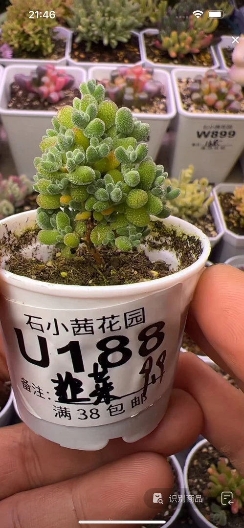 韭菜-莱斯-多肉植物枝干番杏