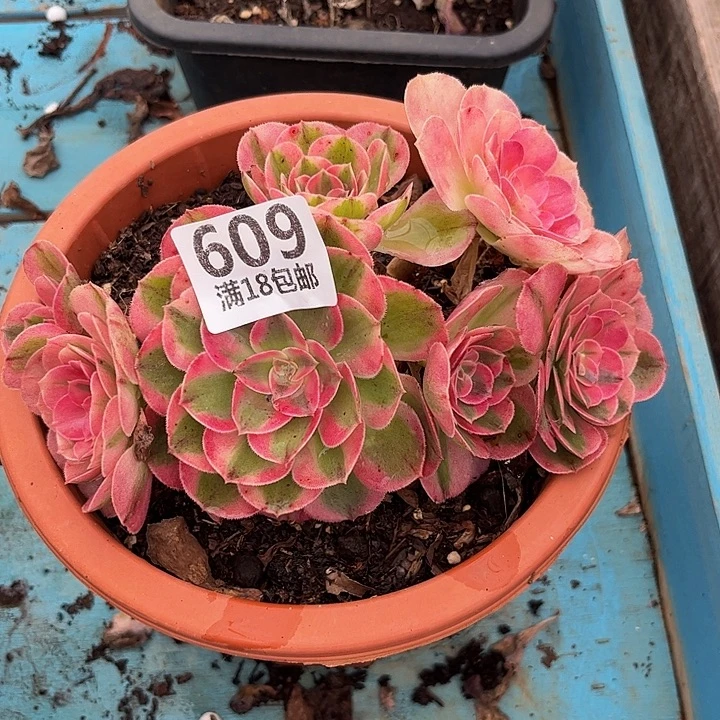 ****意609倾城朵朵福利发货