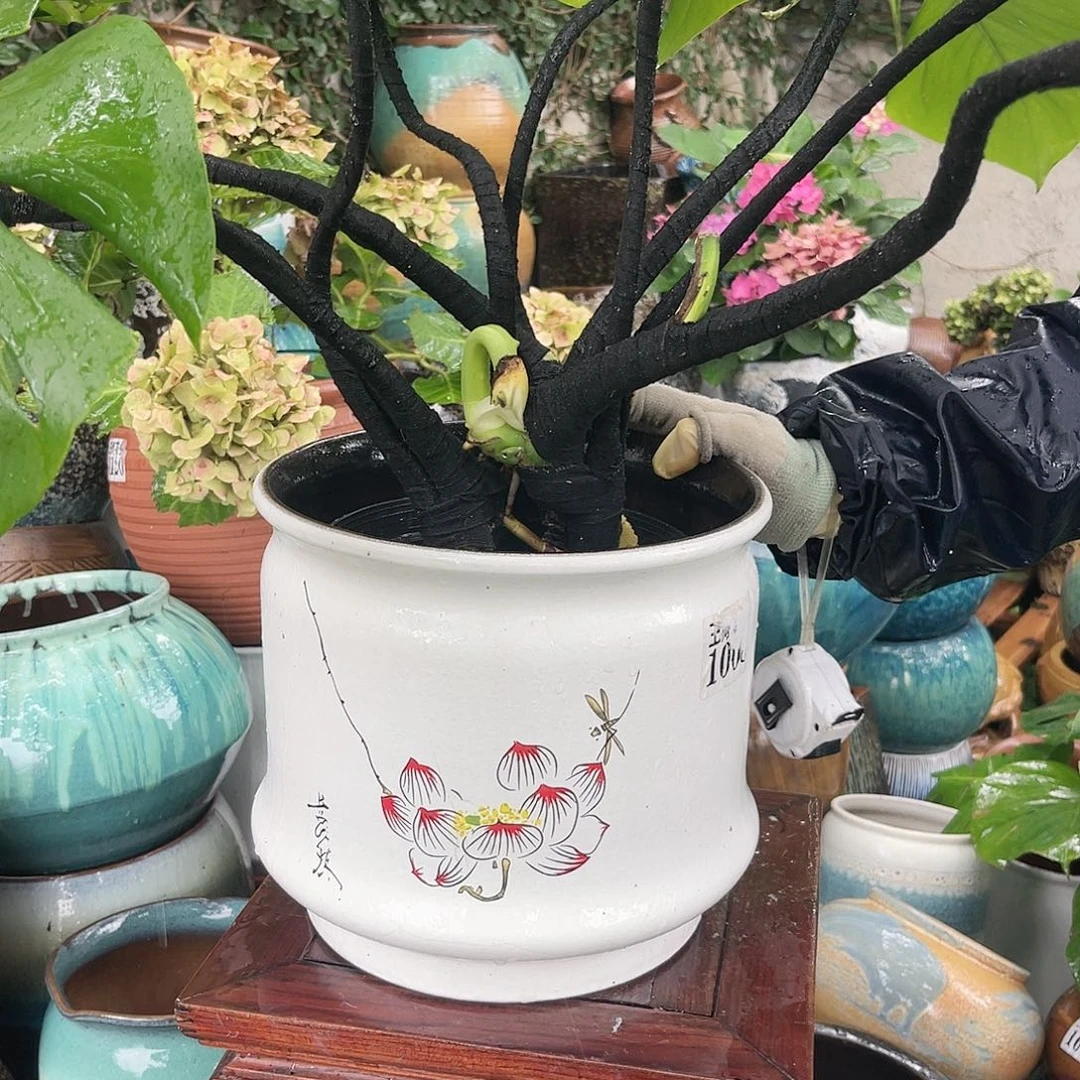 紫砂花盆王嫂花盆0611-1008高24口25