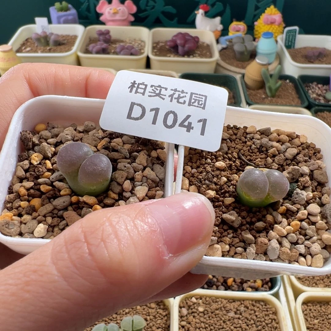 张****哈1041/流沙 2.5年 专拍。