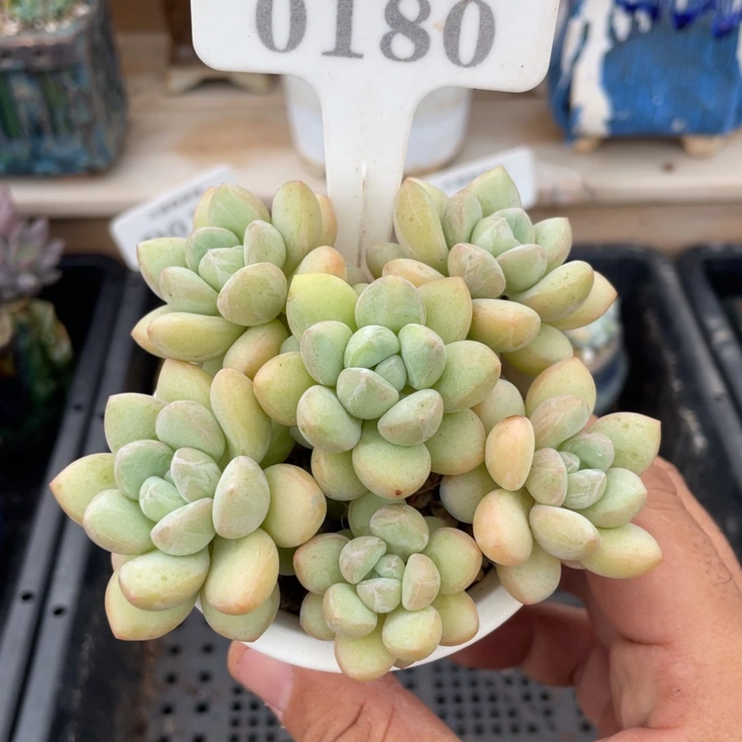0180泡泡糖不带盆9厘米