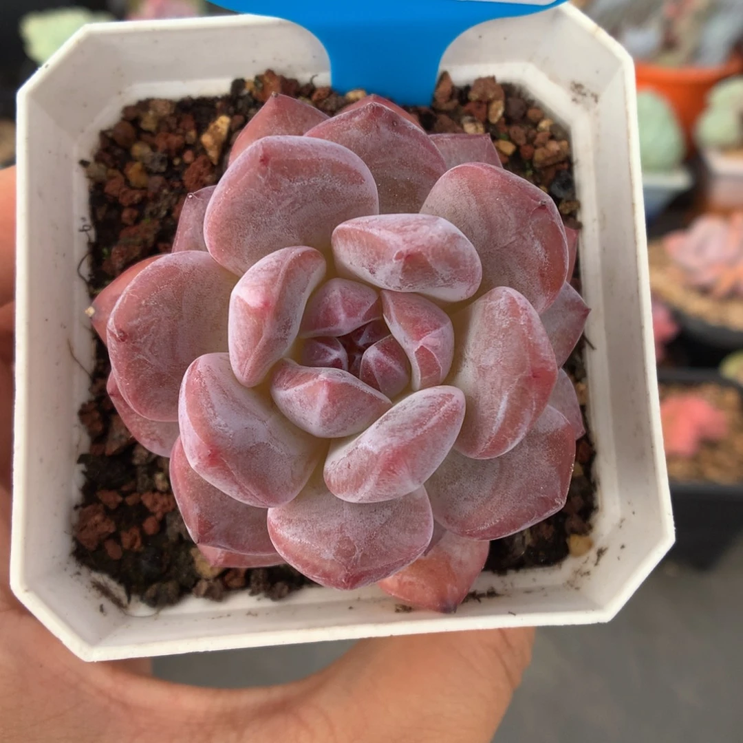 735石榴籽星影多肉植物