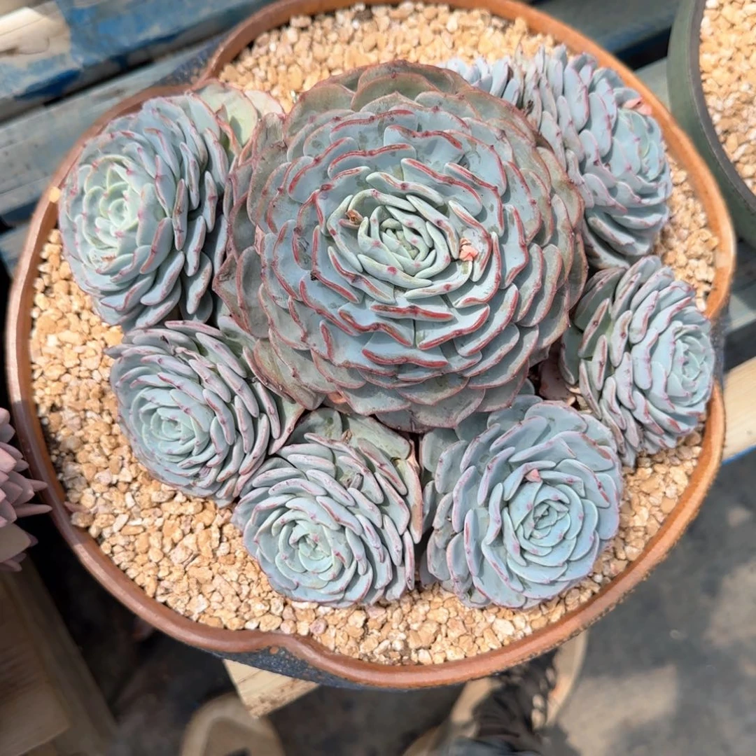 多肉植物多肉植物