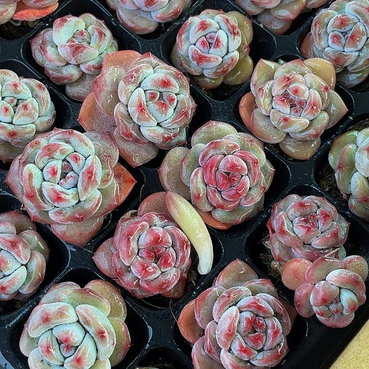 小紫皮星影带土发