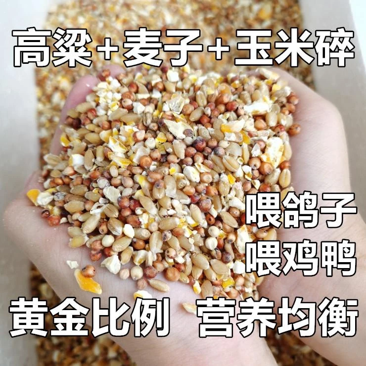 高粱小麦玉米碎搭配成营养混合粮适合喂鸽子鸡鹌鹑斑点鸠含保健砂