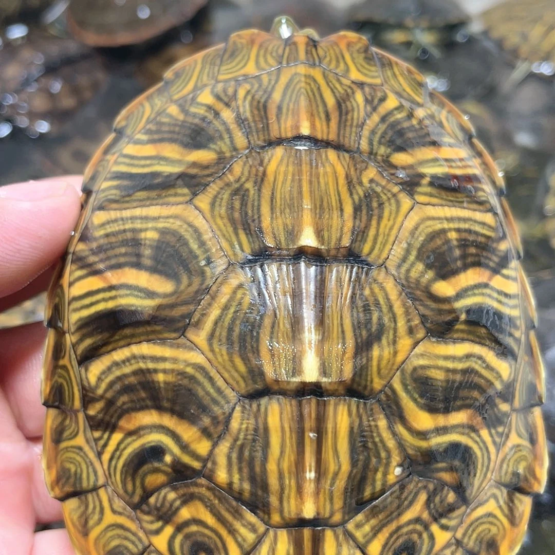 宠物龟不分公母9.9