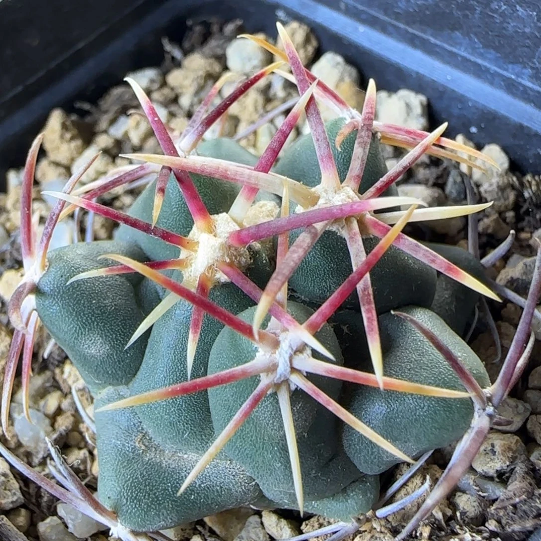 062实生大红鹰多肉