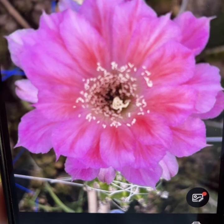 丽花 菲云变 侧芽 满20包邮