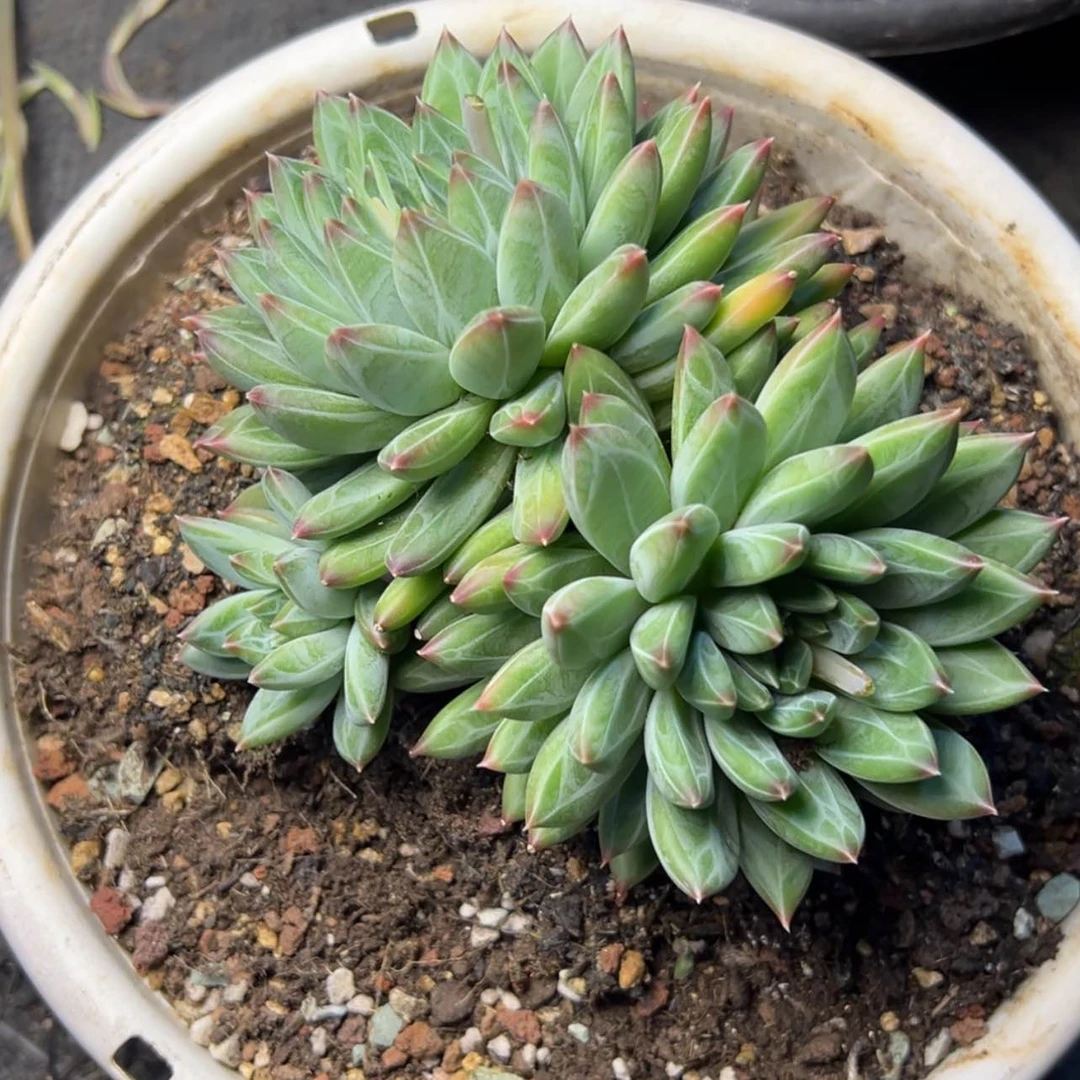 【闪购商品】陨石多肉39.8