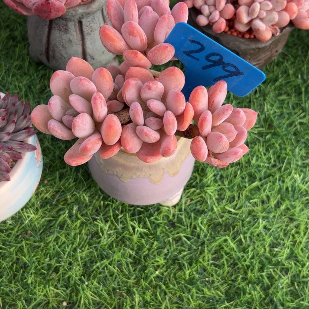 毛***驴灰姑娘多肉植物保护