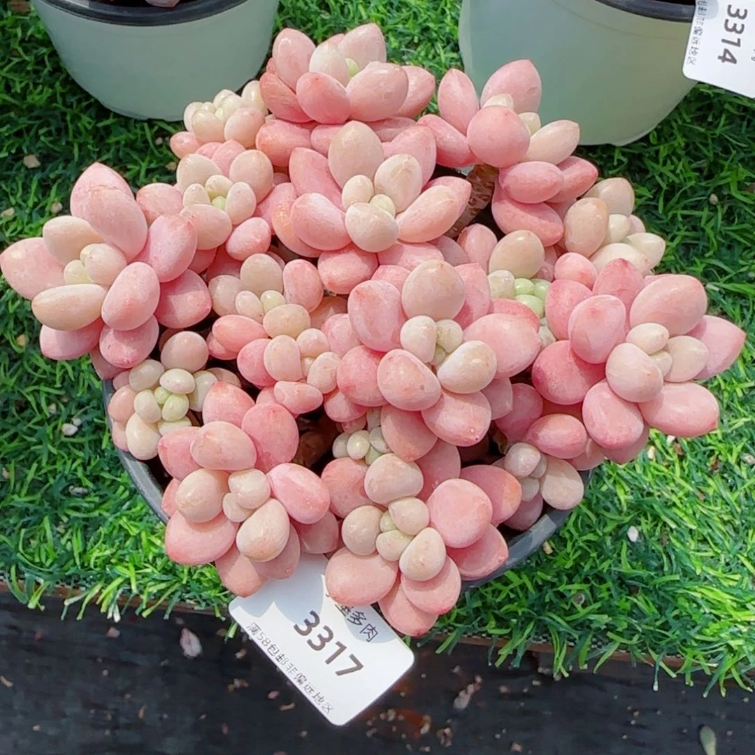 鱼子酱无砍，3317多肉