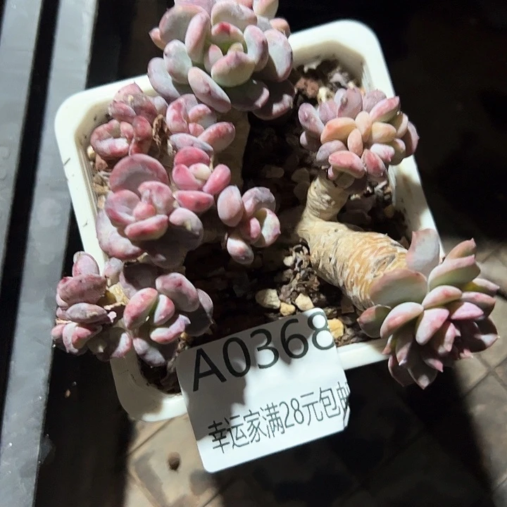 幸运的是我的朋友们