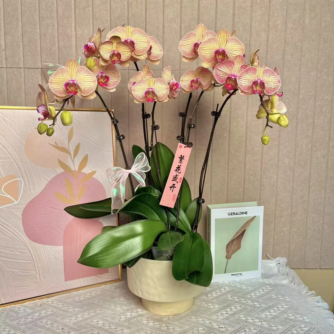 福满 金丝缘 黄色蝴蝶兰室内精品 观赏真花