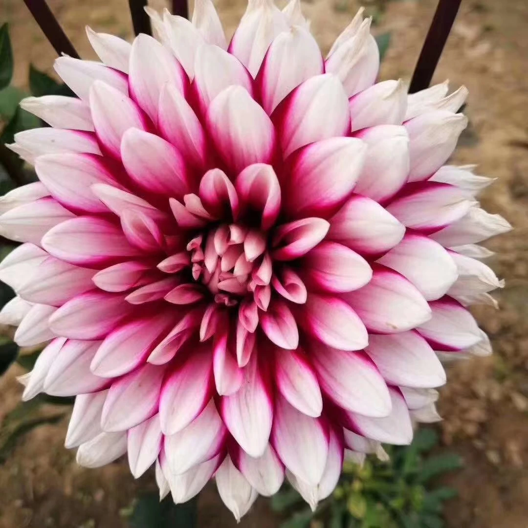 【鸳鸯戏水】甘肃丽源大丽花品种种球