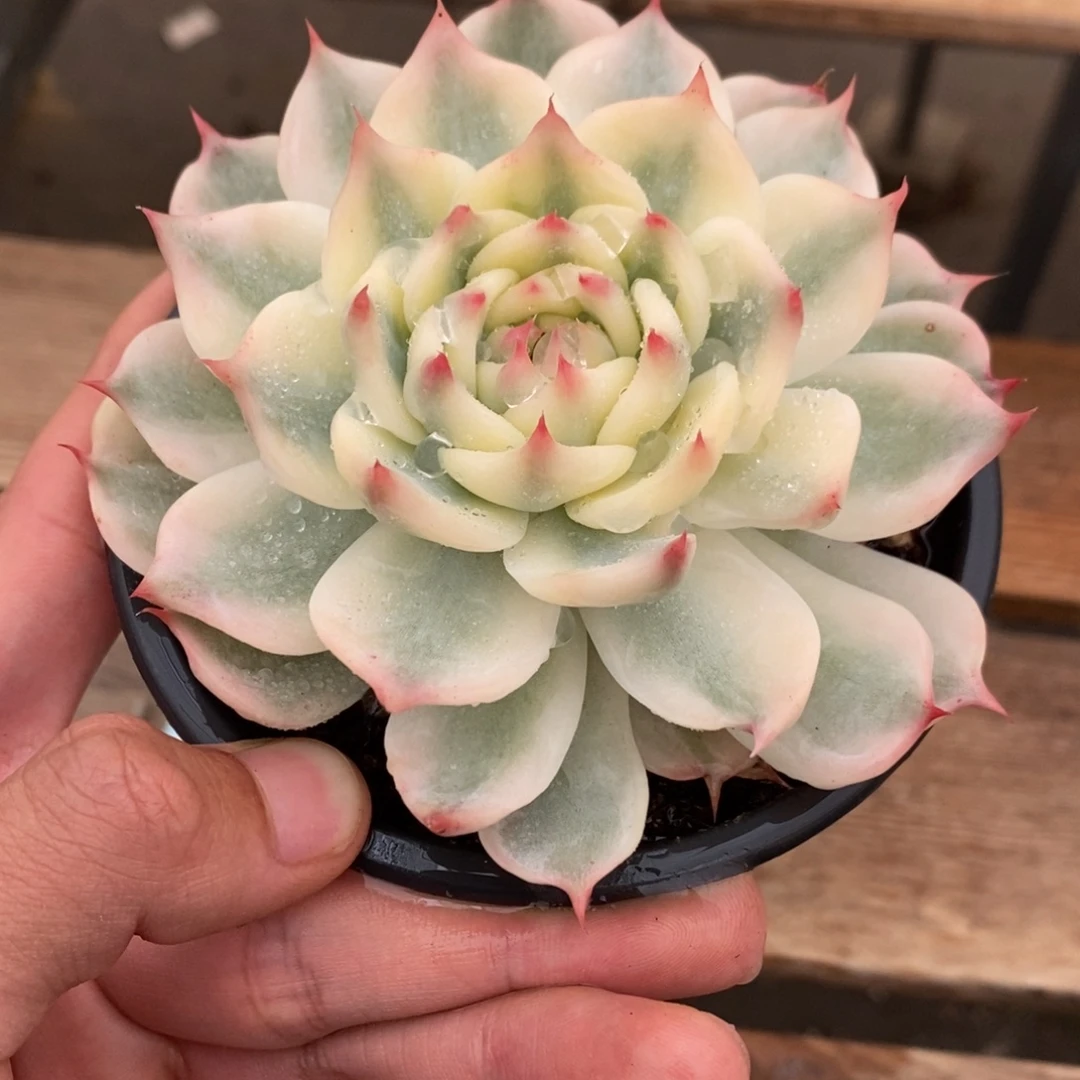 吉娃娃锦多肉植物8808