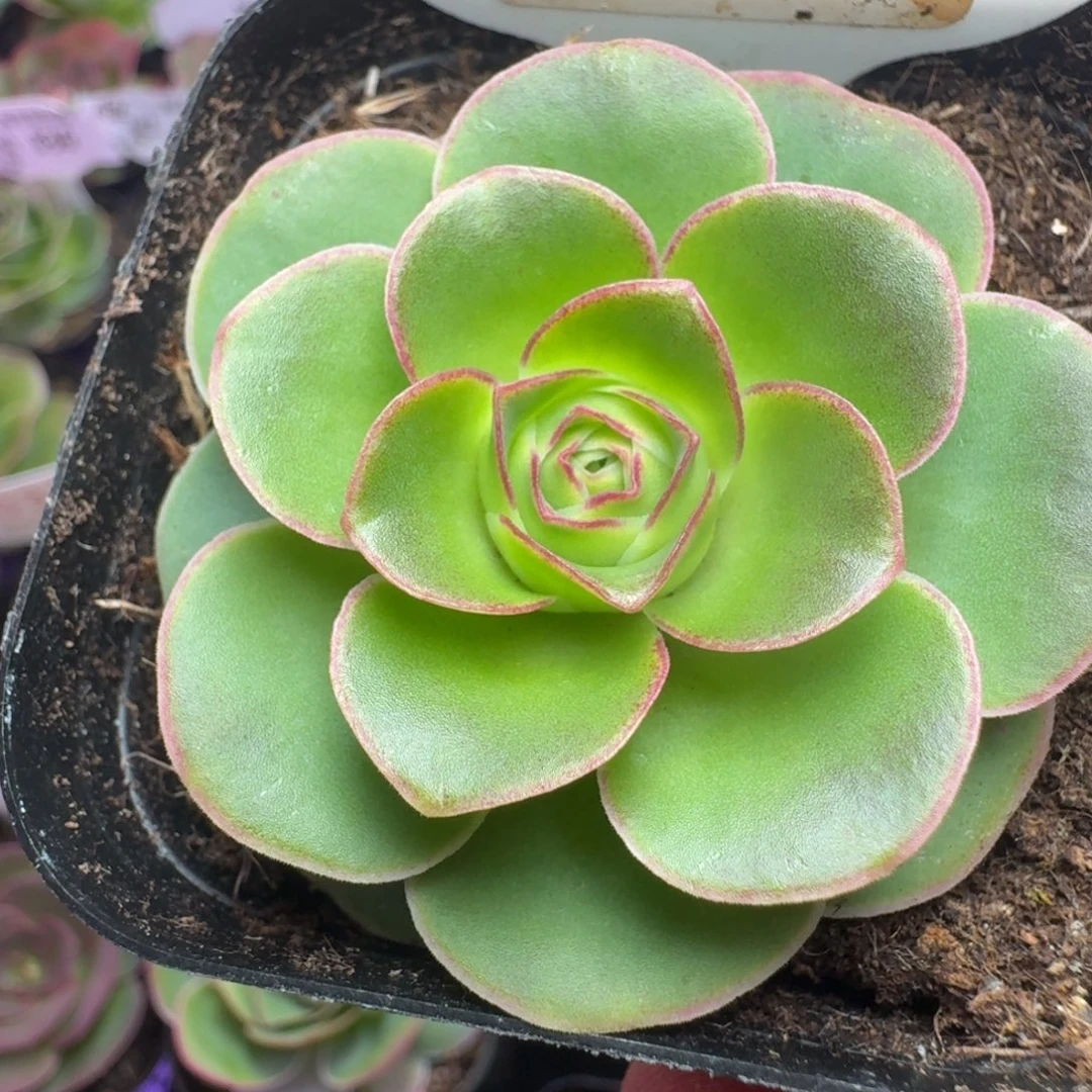 楹楹-164冠幅  4cm