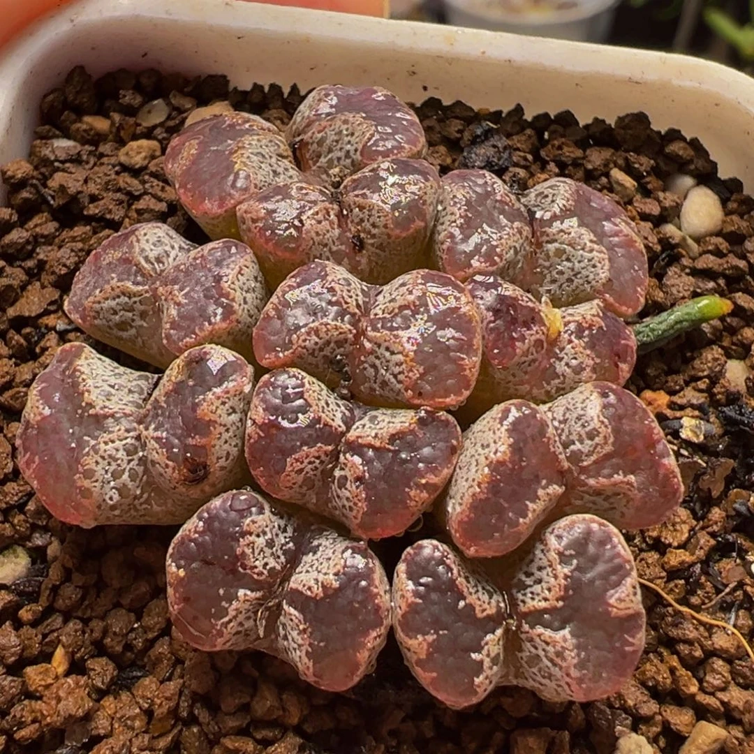 紫超蝶群多肉植物