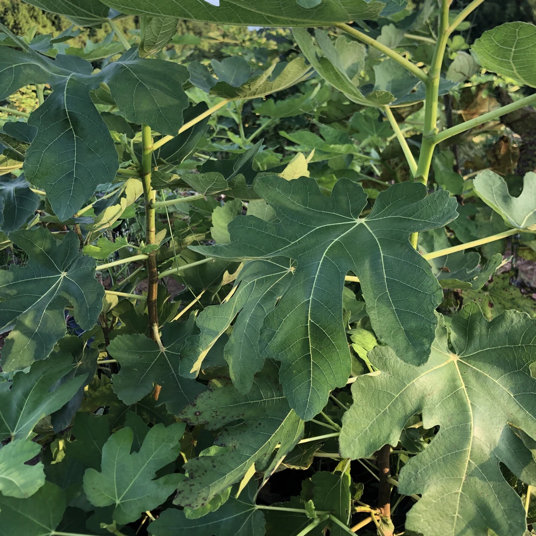 正版波姬红无花果3颗中苗当年结果