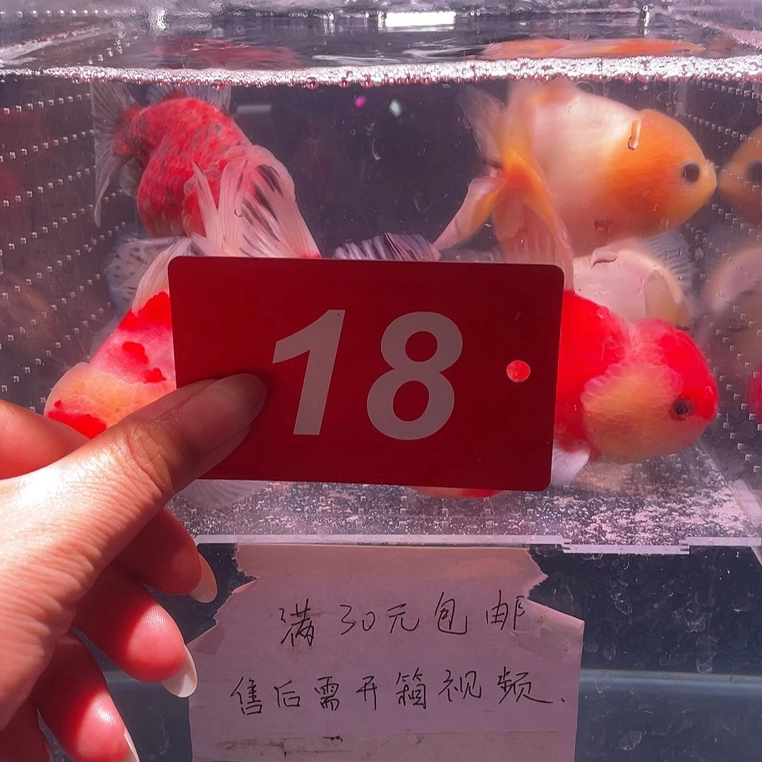 红嘴尖格鱼冷水江市等地区d