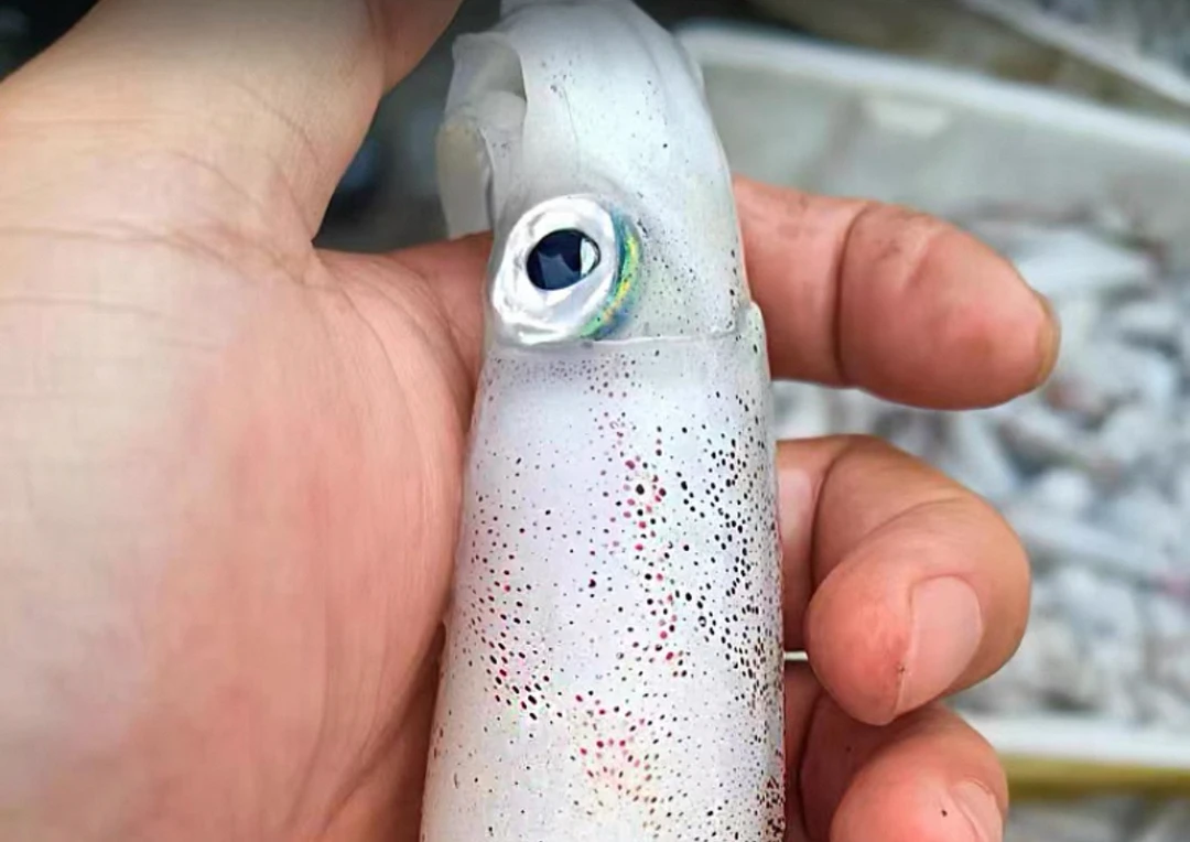 【渤海湾管蛸】烟台小船海捕 速冻发货