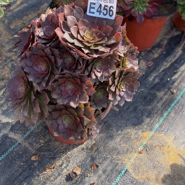 456多肉植物一物一拍