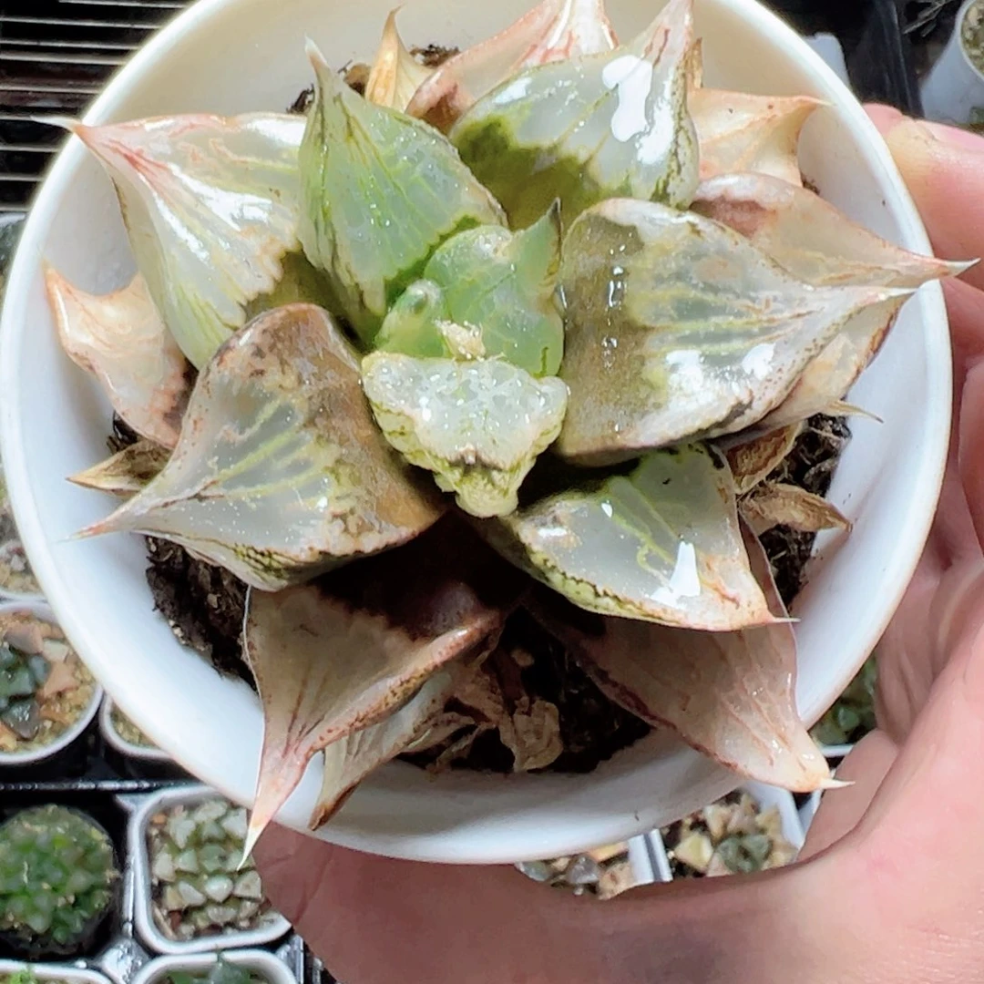 半*1312多肉植物，