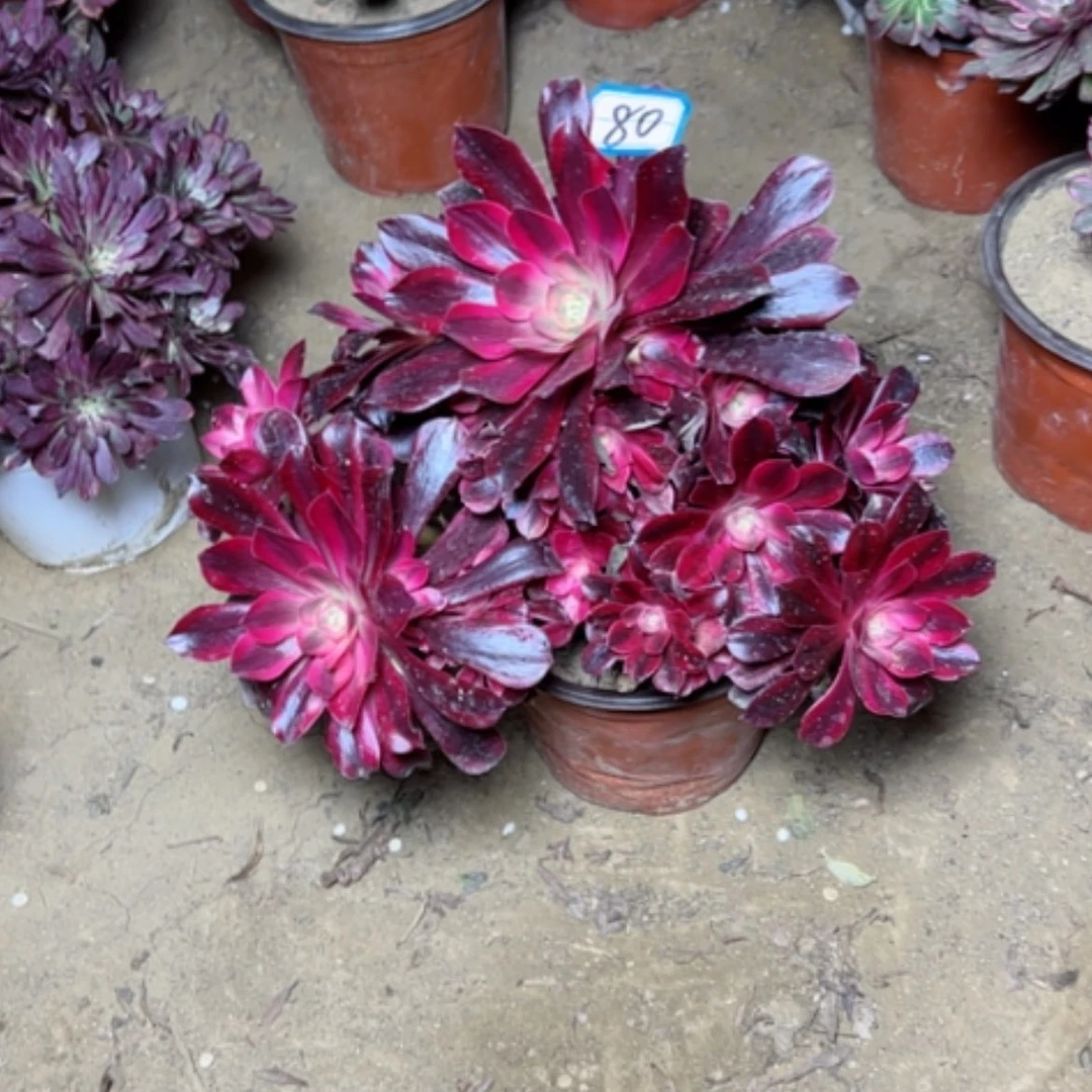 【闪购商品】用****5多肉植物美杜莎80