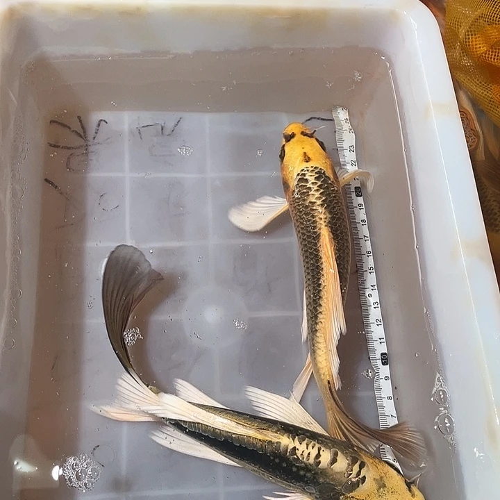 蝴蝶鲤鱼渔场直发48