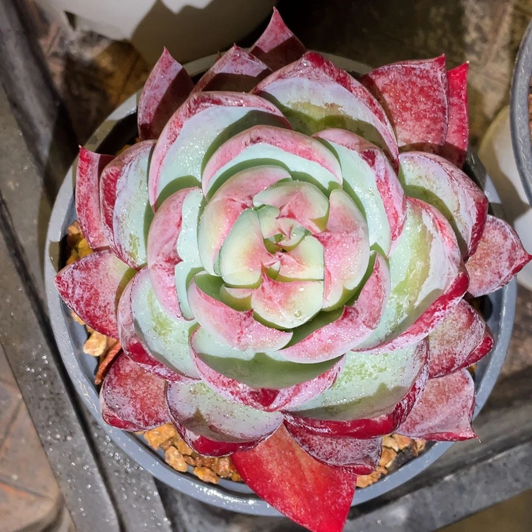 多肉植物一物一拍