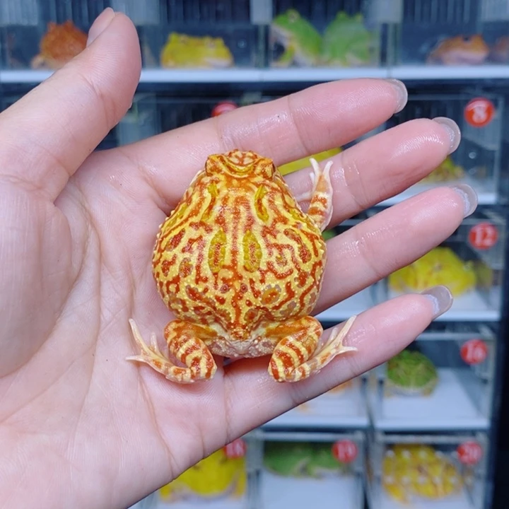 角蛙恭喜发财大吉大利