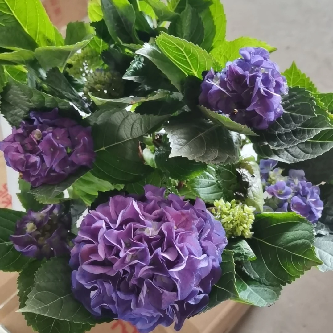 创美绣球沉香0.5加仑盆