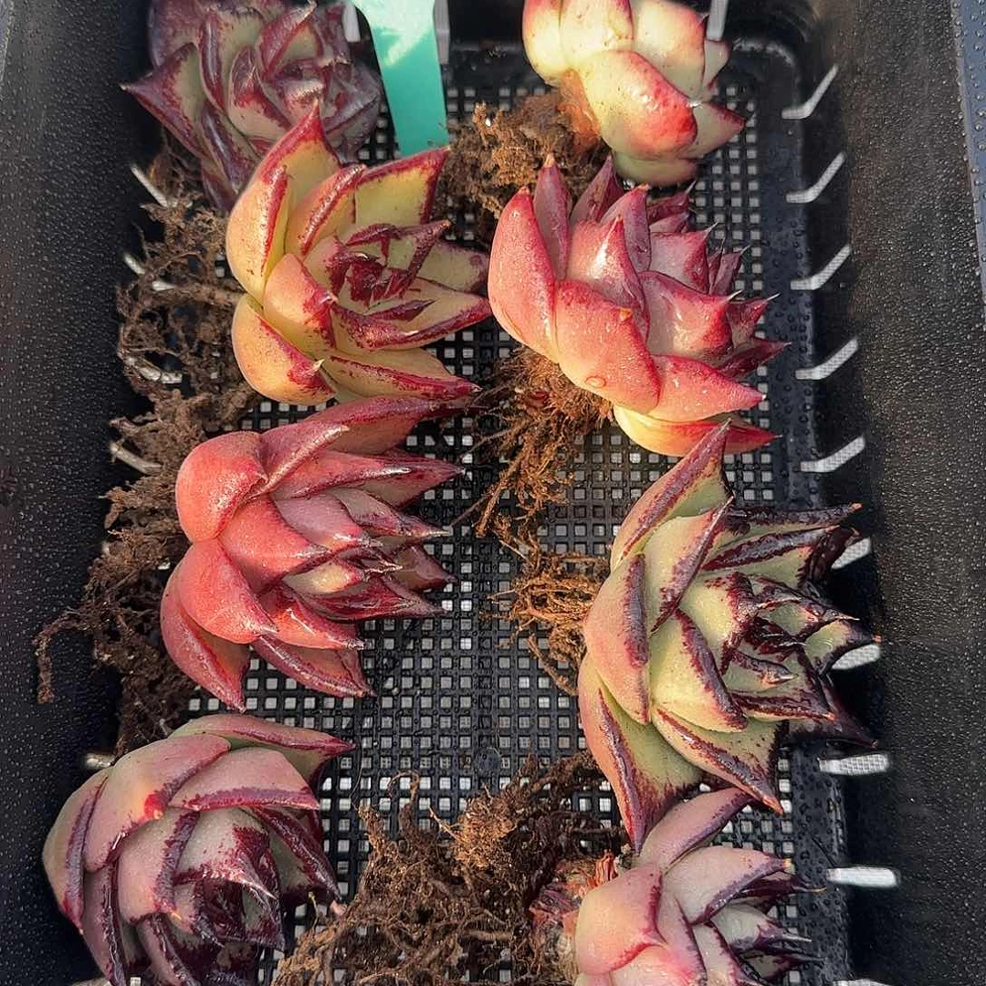 从前慢花园精选0117-24