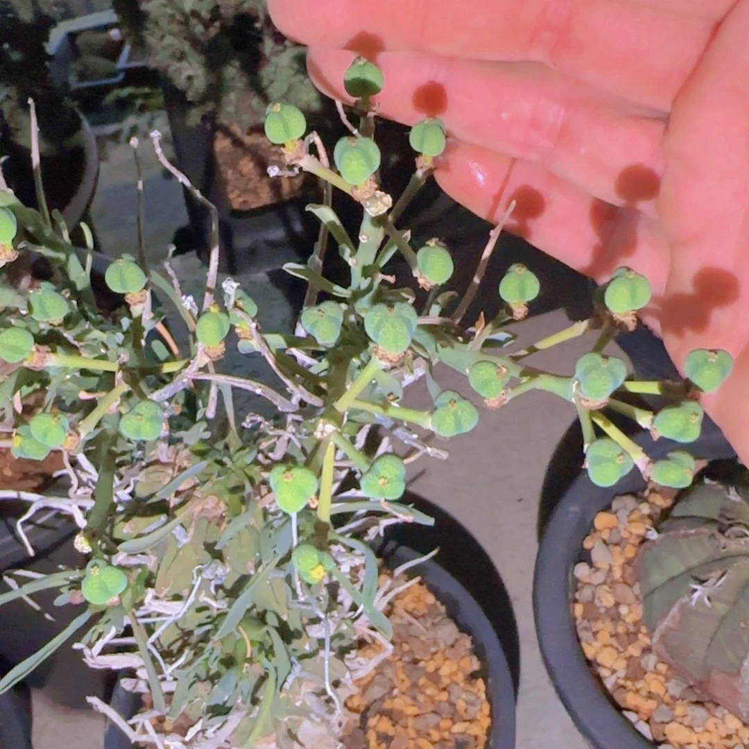 K***n块根植物块根植物