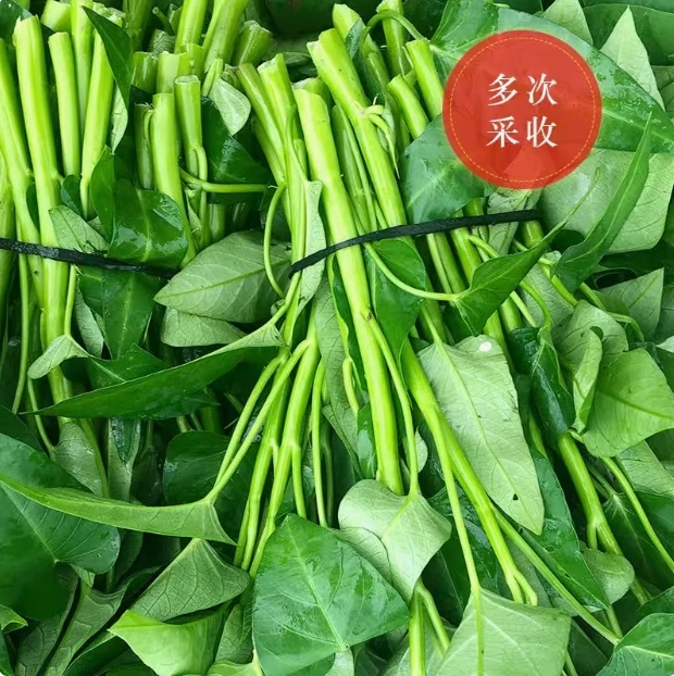 【全店满5包包邮】清脆空心菜种子四季蔬菜种孑子大全室内阳台盆栽