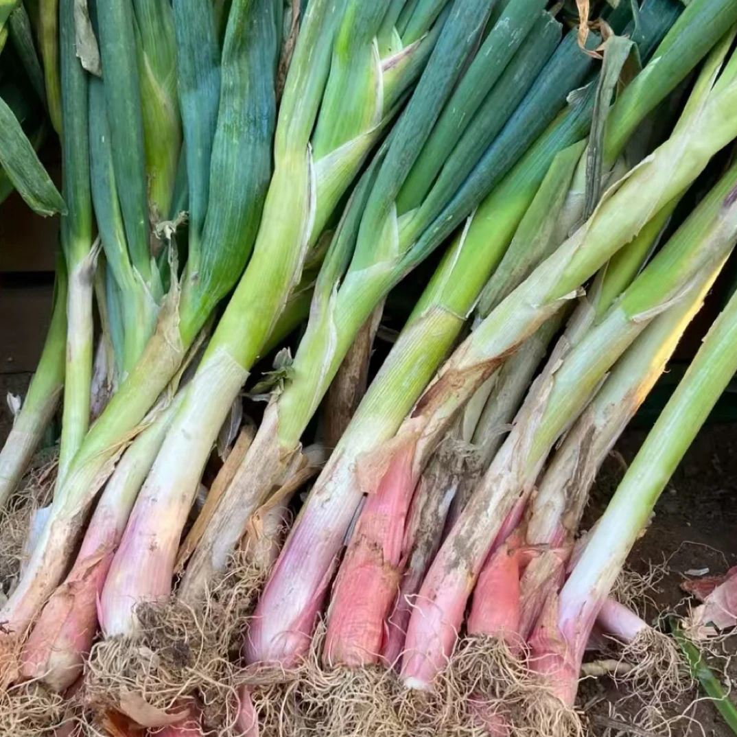 东北农家大葱五斤