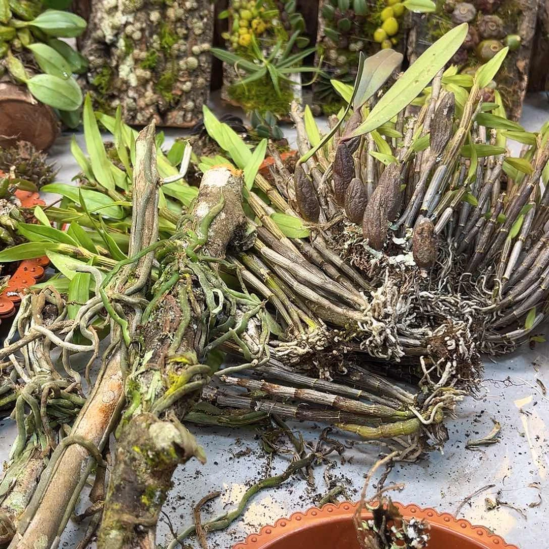 爱****喵10。。。。。。。。。。。。。。。