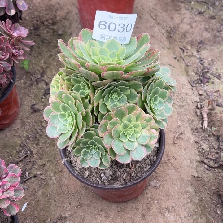 6030奶白的人多肉的