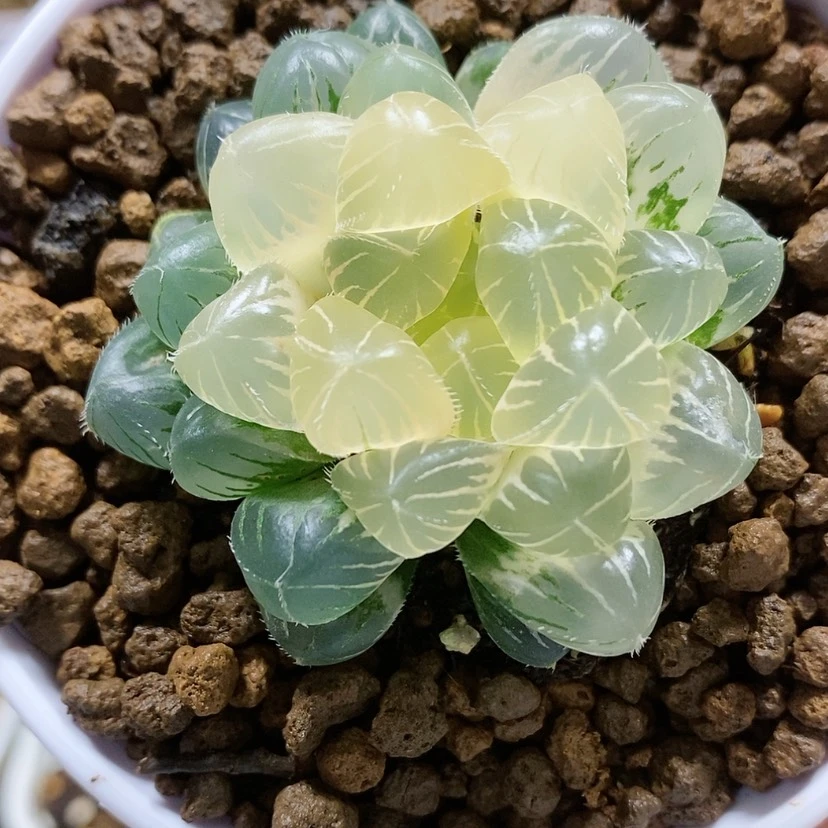 【闪购商品】45糊斑蓝镜玉露锦