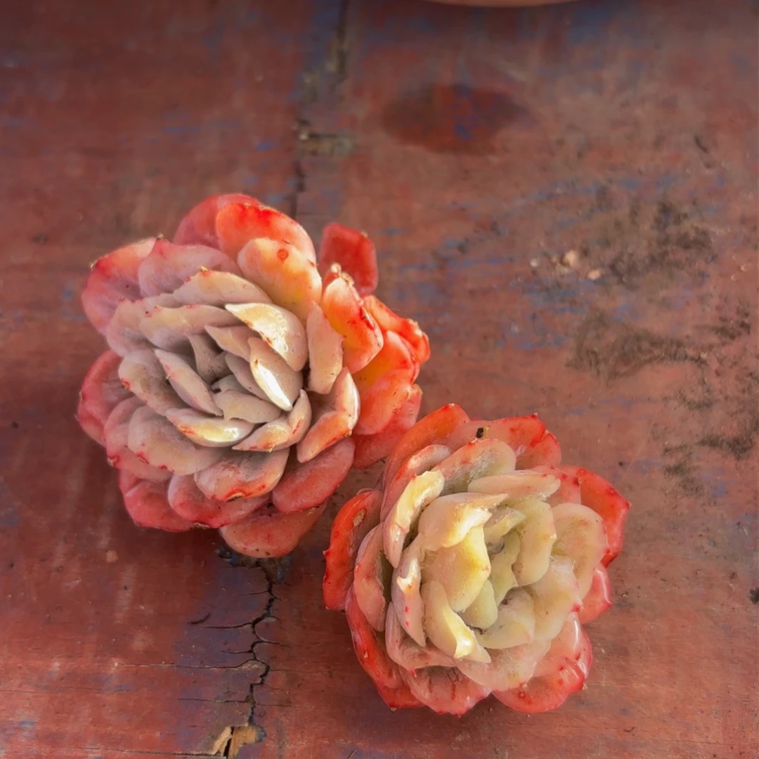 哈哈哈哈哈哈哈哈哈哈